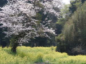 blog-2007-04-09-DSCN0083