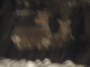 blog-2008-02-03-DSCN0737