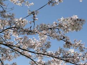 blog-2008-04-13-P1010286