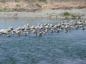 blog-2008-04-20-P1010137