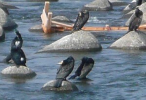 blog-2008-04-20-P1010137-s