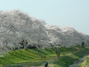 blog-2008-04-20-P1010141