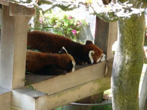 blog-2008-05-05-P1010638