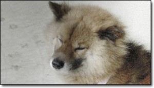 blog-2008-07-01-turbo