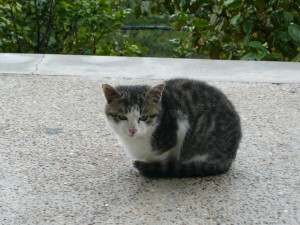 blog-2008-11-24-KURE_ONOMICHI_0039