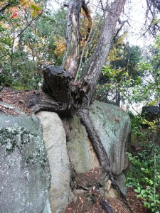 blog-2008-11-24-KURE_ONOMICHI_0043