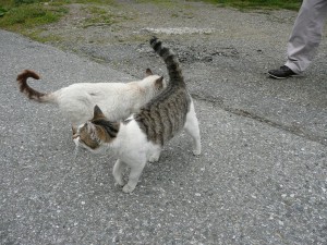 blog-2009-04-05-P1060118