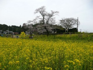 blog-2009-04-05-P1060165