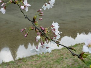 blog-2009-04-05-P1060180