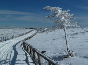 blog-2011-01-01-P1000425