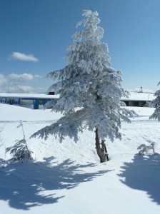 blog-2011-02-13-P1000616